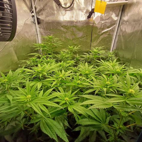 Wappa growlog timeline photo