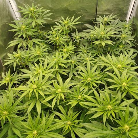 Wappa growlog timeline photo