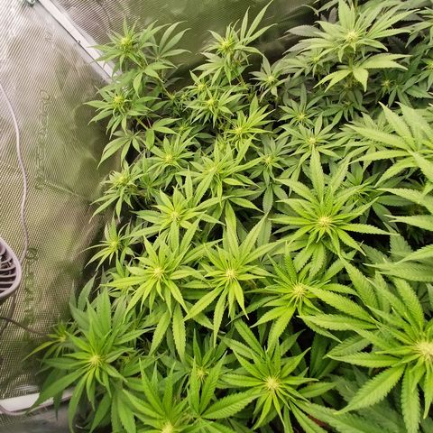 Wappa growlog timeline photo