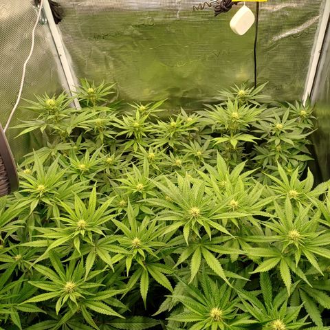 Wappa growlog timeline photo