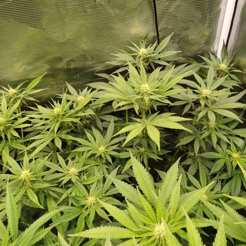 Wappa growlog timeline photo