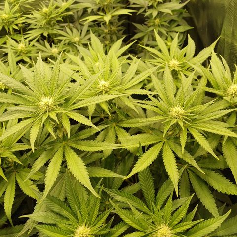 Wappa growlog timeline photo
