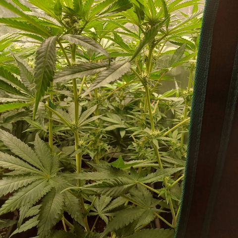 Wappa growlog timeline photo