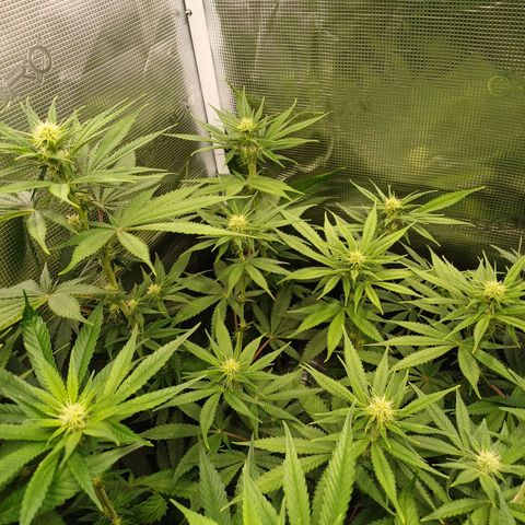 Wappa growlog timeline photo