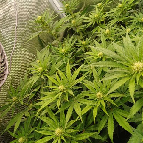 Wappa growlog timeline photo