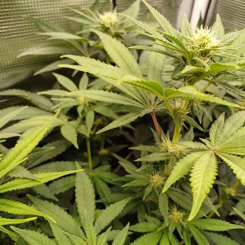 Wappa growlog timeline photo