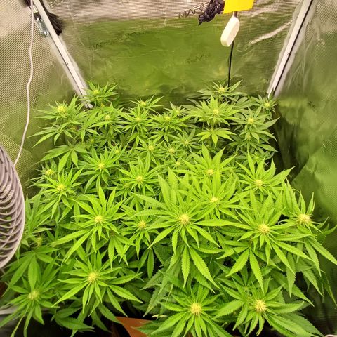 Wappa growlog timeline photo