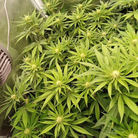 Wappa growlog timeline photo