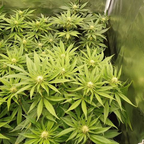 Wappa growlog timeline photo