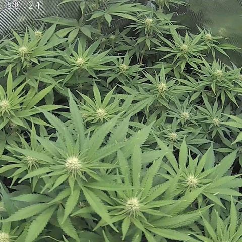 Wappa growlog timeline photo