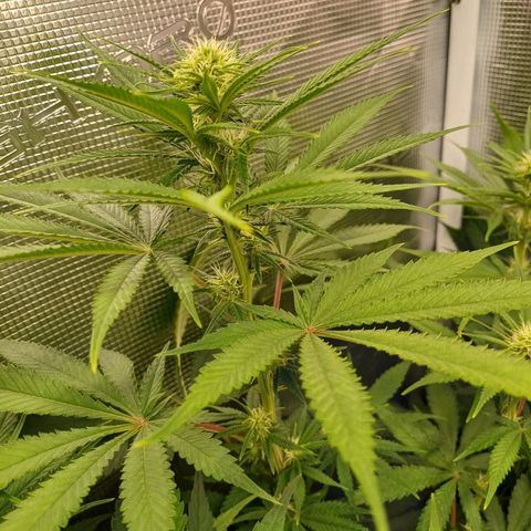 Wappa growlog timeline photo