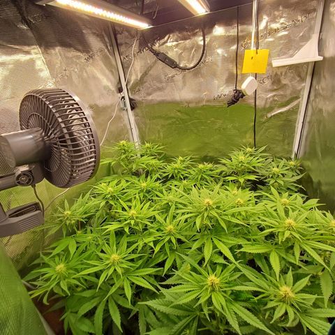Wappa growlog timeline photo