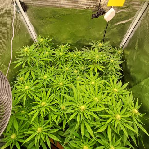 Wappa growlog timeline photo