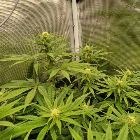 Wappa growlog timeline photo