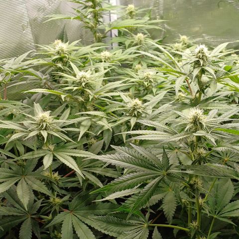 Wappa growlog photo: 55cm - 65cm