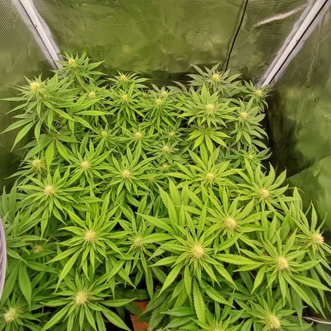 Wappa growlog photo: 55cm - 65cm