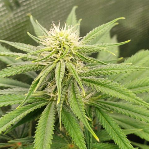 Wappa growlog photo: 55cm - 65cm
