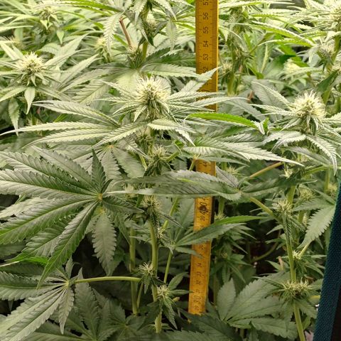 Wappa growlog photo: 55cm - 65cm
