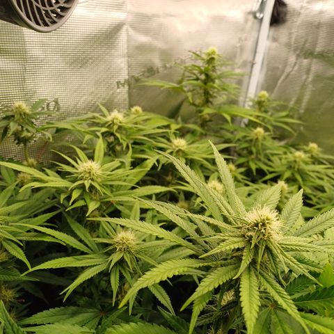 Wappa growlog timeline photo