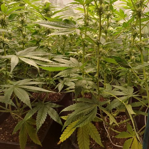 Wappa growlog timeline photo
