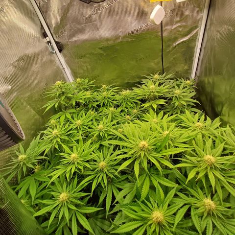 Wappa growlog timeline photo
