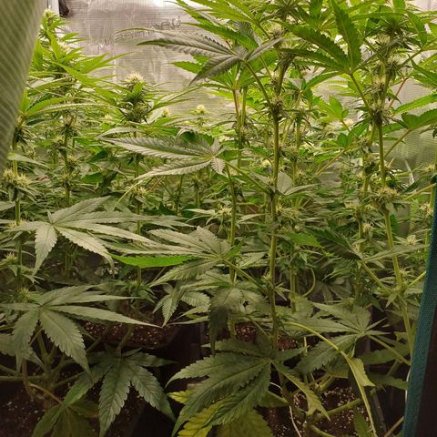 Wappa growlog timeline photo