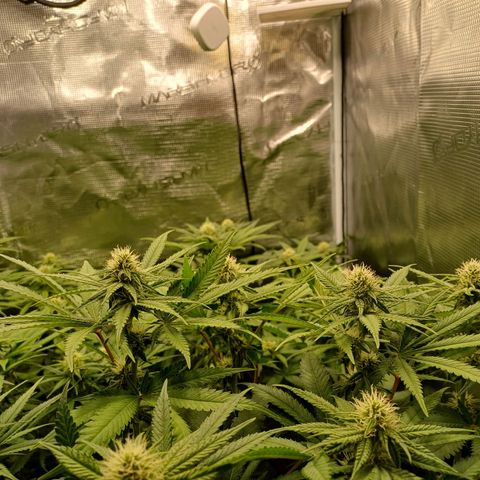 Wappa growlog timeline photo