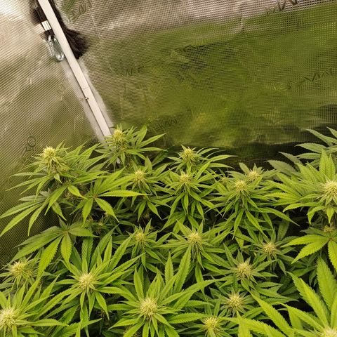 Wappa growlog timeline photo