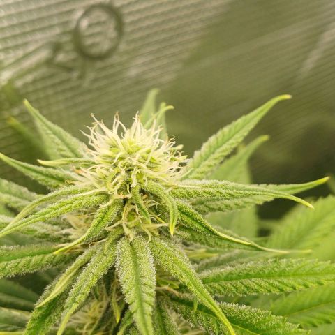 Wappa growlog timeline photo