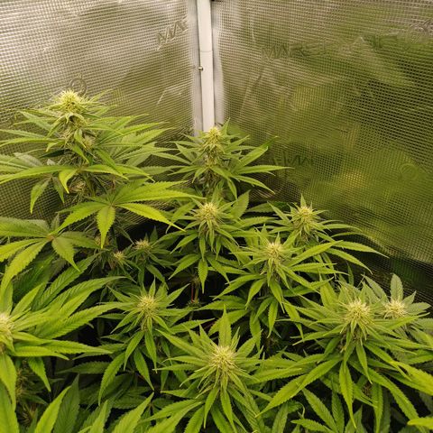 Wappa growlog timeline photo