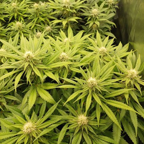 Wappa growlog timeline photo