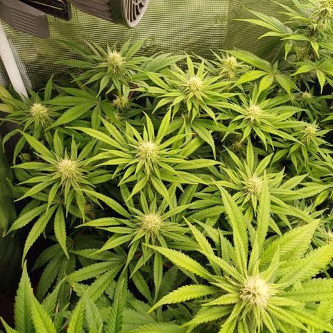 Wappa growlog timeline photo