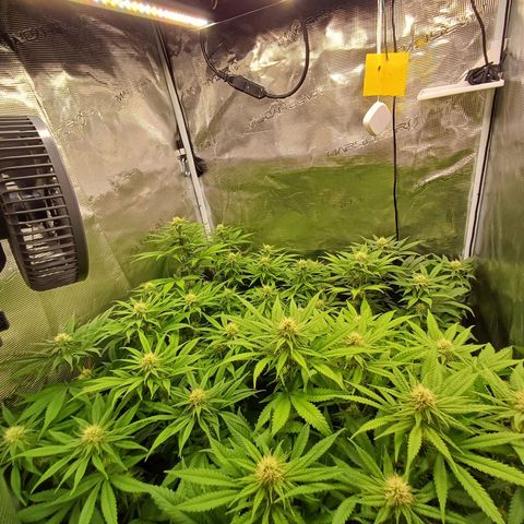 Wappa growlog timeline photo