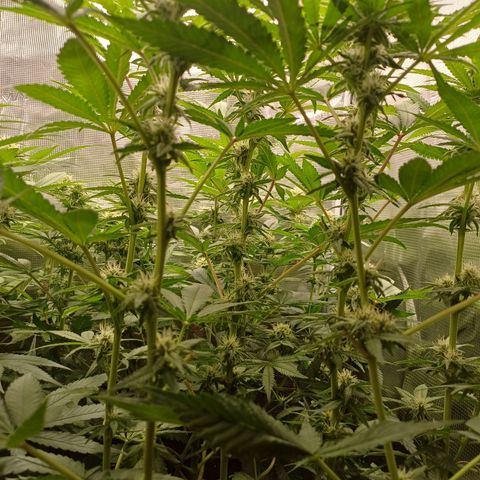 Wappa growlog timeline photo