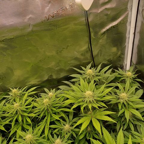 Wappa growlog timeline photo
