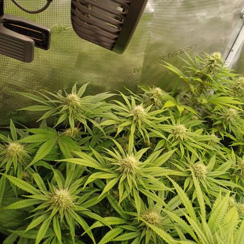 Wappa growlog timeline photo