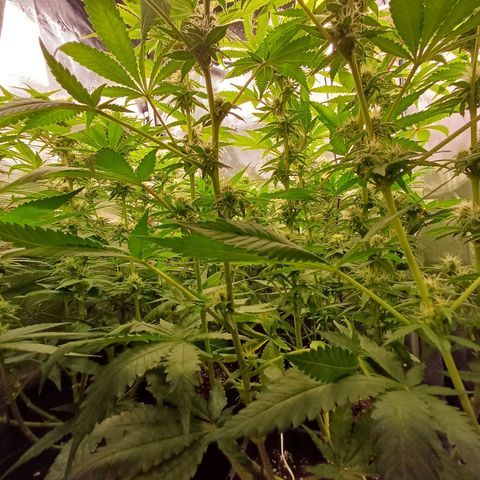 Wappa growlog timeline photo