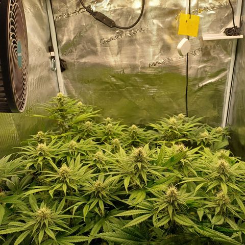 Wappa growlog timeline photo
