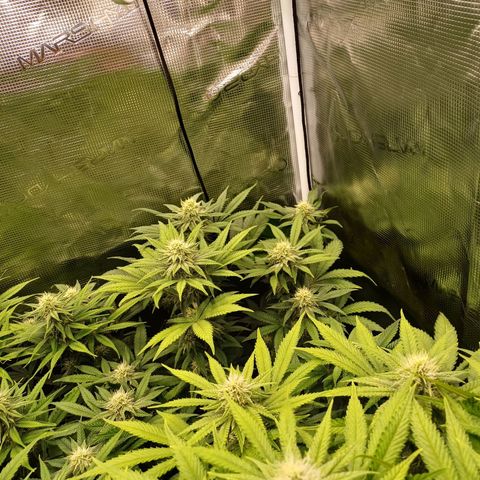 Wappa growlog timeline photo