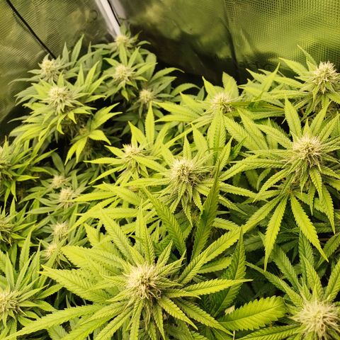 Wappa growlog timeline photo