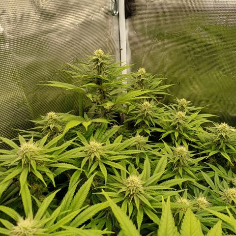 Wappa growlog timeline photo