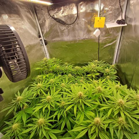 Wappa growlog timeline photo