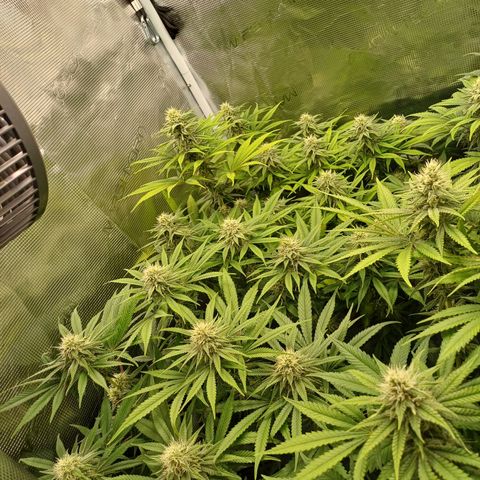 Wappa growlog timeline photo