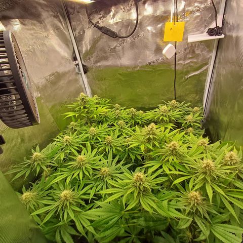 Wappa growlog timeline photo