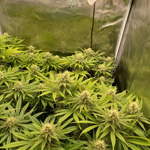 Wappa growlog timeline photo