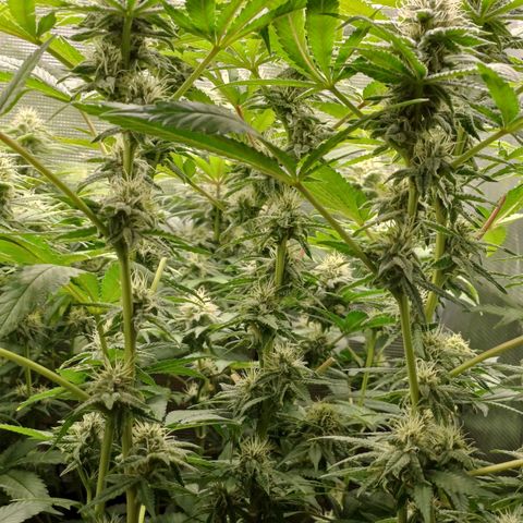 Wappa growlog timeline photo