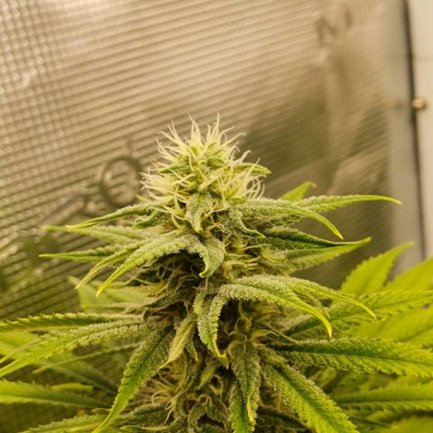 Wappa growlog timeline photo