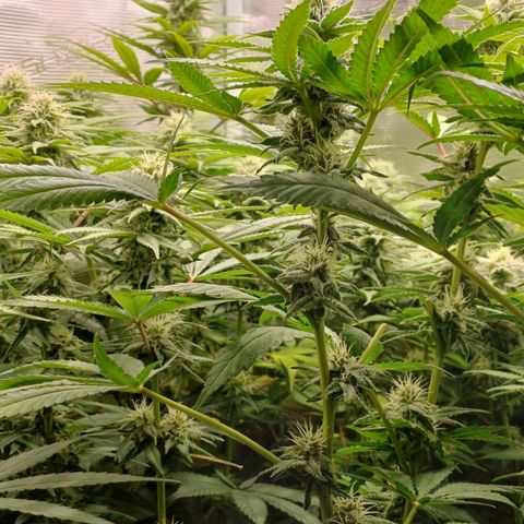Wappa growlog timeline photo