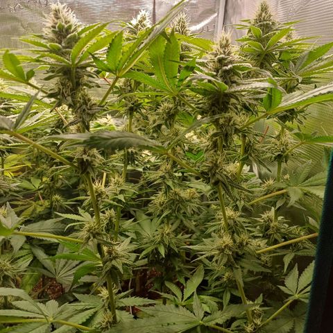 Wappa growlog timeline photo