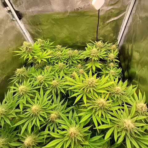 Wappa growlog timeline photo